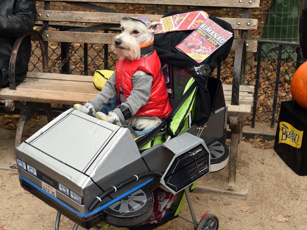 A dog dressed as Marty McFly from <em>Back to the Future</em> attends the Tompkins Square Halloween Dog Parade in 2015. New research says time travel might be possible without the problems McFly encountered.