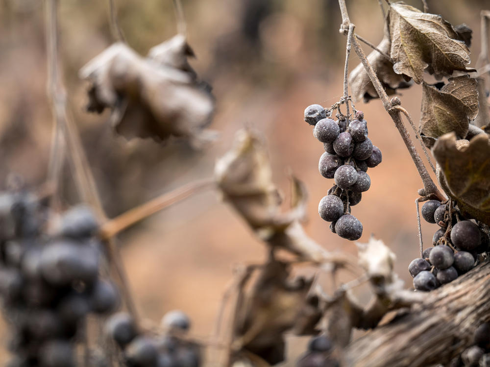Ash covered grapes burned by the Glass Fire at the Chateau Boswell winery in St. Helena, California, U.S., on Monday.