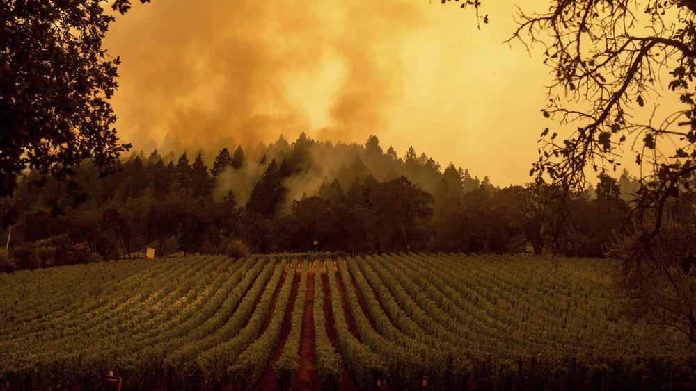 Smoke rises over a vineyard as the Glass Fire burns this week in Calistoga, Calif.