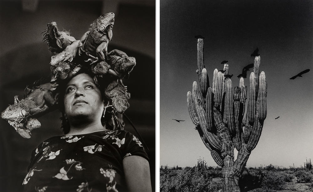 Left: <em>Our Lady of the Iguanas</em>. Right: <em>Sahuaro [Saguaro].</em>