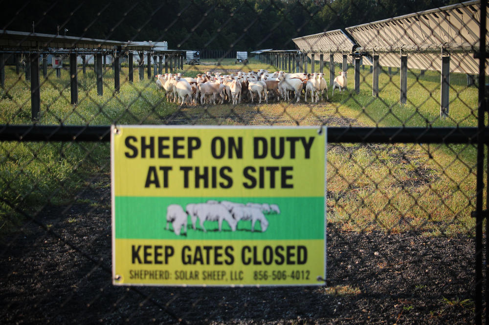 This solar power installation near Vineland, New Jersey, was among the first to replace power mowing with grazing sheep.