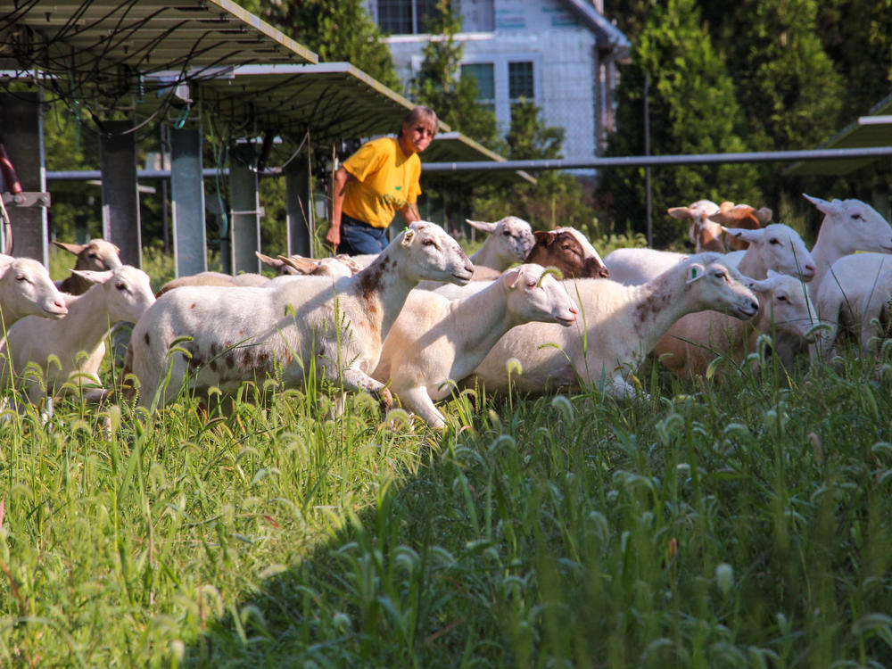 Julie Bishop raises the Katahdin breed of sheep, which have hair rather than wool.