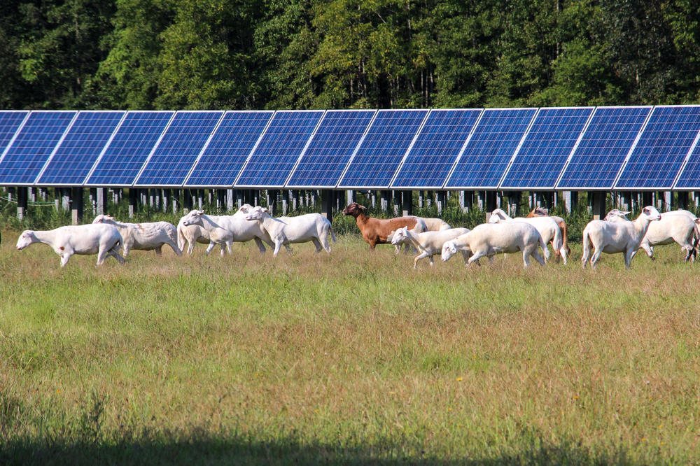 Several solar companies have allowed sheep to graze. Others are inviting farmers to grow vegetables under their solar panels.