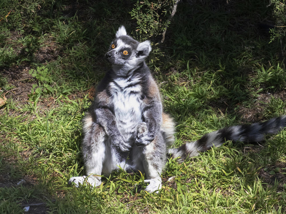 Maki, the 21-year-old male ring-tailed lemur was discovered missing shortly before the zoo opened to visitors, zoo and police officials said. They're seeking tips from the public in hopes of finding the lemur, explaining that Maki is an endangered animal that requires specialized care.