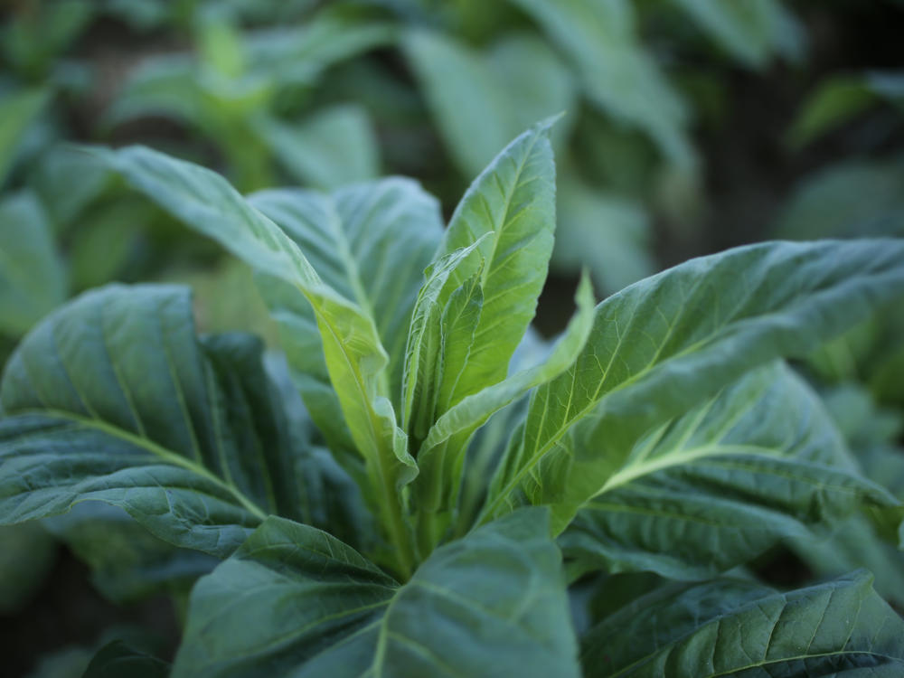 Tobacco plants are being used in the development of COVID-19 vaccines. One is already being tested in humans.