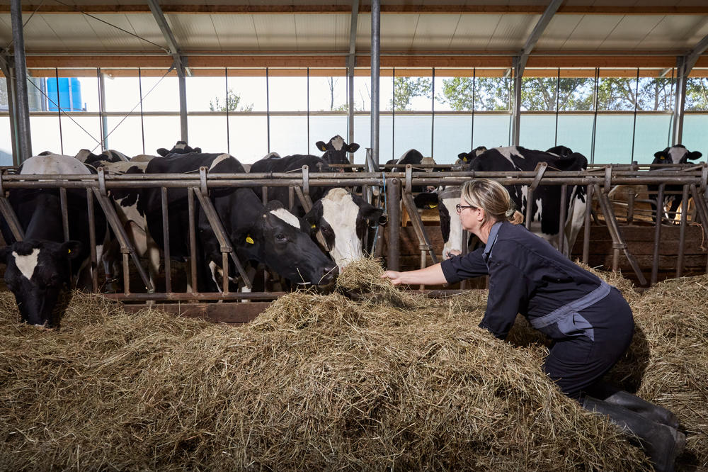 Pastoor feeds hay to some of her 165 cows after they've been milked.