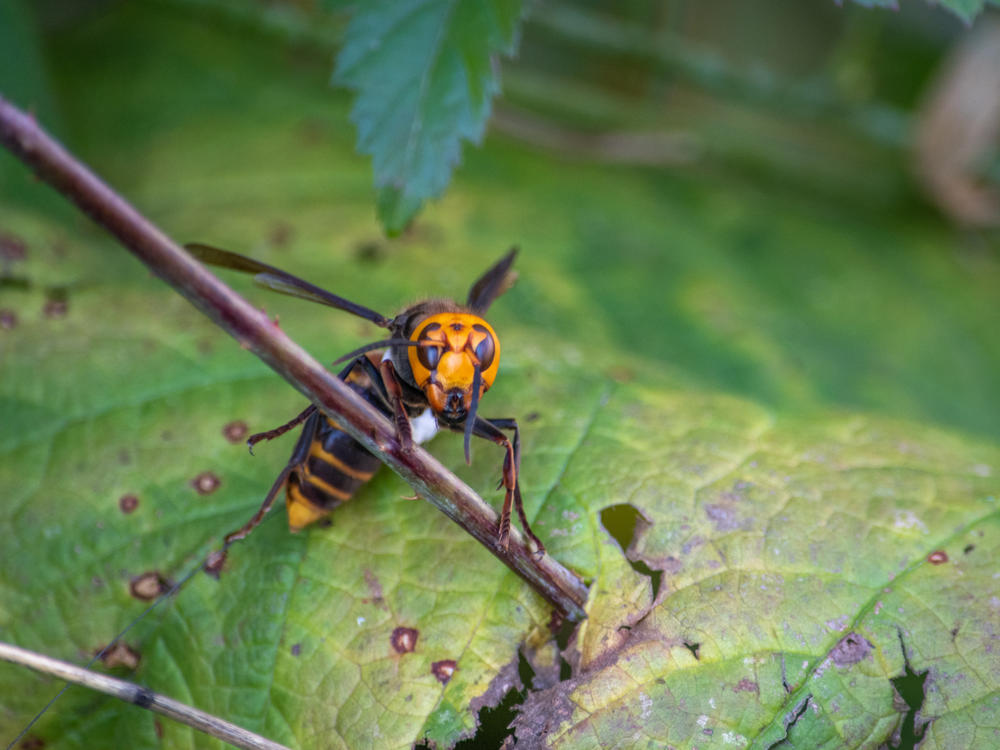 Washington State Department of Agriculture entomologists used radio trackers to find a nest of invasive Asian giant hornets in the cavity of a tree. The state now plans to destroy the nest.