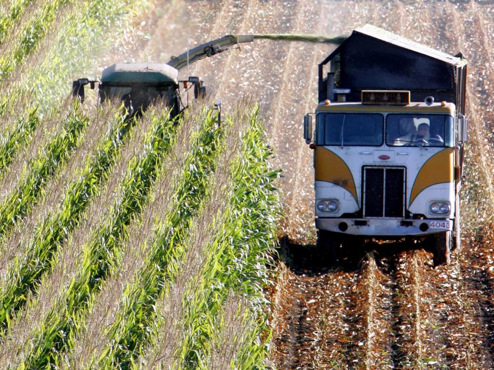 A harvester works through a field of corn near Santa Rosa, Calif. This corn has been genetically modified, and contains bacterial genes that kill certain insects, but the genes have become less effective.