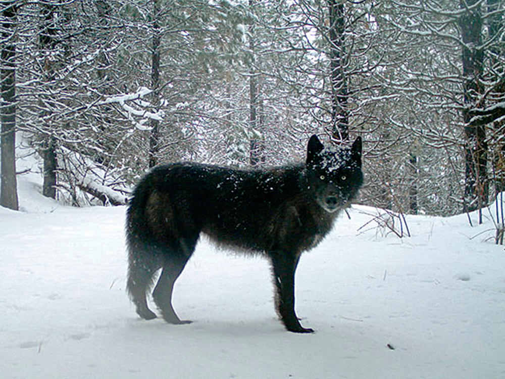 A gray wolf is captured by a remote camera on U.S. Forest Service land in Oregon in 2017.