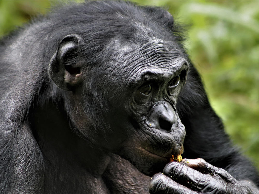 Researchers have observed that the friendliest male bonobos, like this male resident of Lola Ya Bonobo sanctuary in the Democratic Republic of the Congo, tend to be the most successful. Early humans may have had the same experience with their peers.