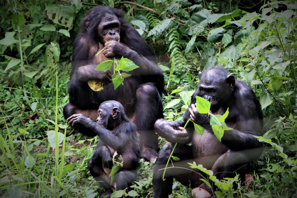 A bonobo family eats together in the Lola Ya Bonobo sanctuary in the Democratic Republic of the Congo.