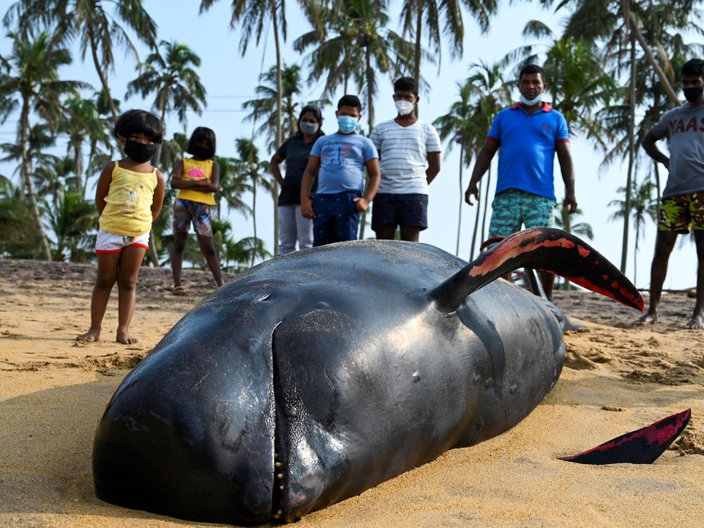 People look at a dead pilot whale Tuesday on the beach in Panadura, Sri Lanka. Rescuers and volunteers raced to save more than 100 pilot whales stranded on Sri Lanka's western coast.