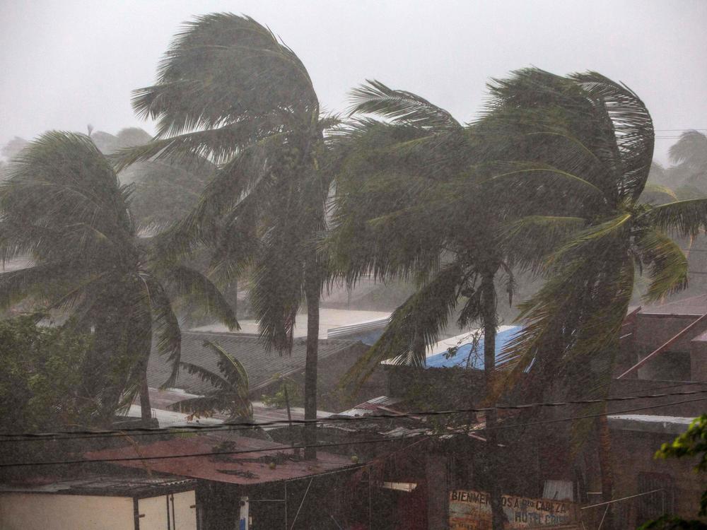 Palm trees blow in the wind as Hurricane Eta nears landfall in Bilwi, Puerto Cabezas, Nicaragua, on Tuesday.