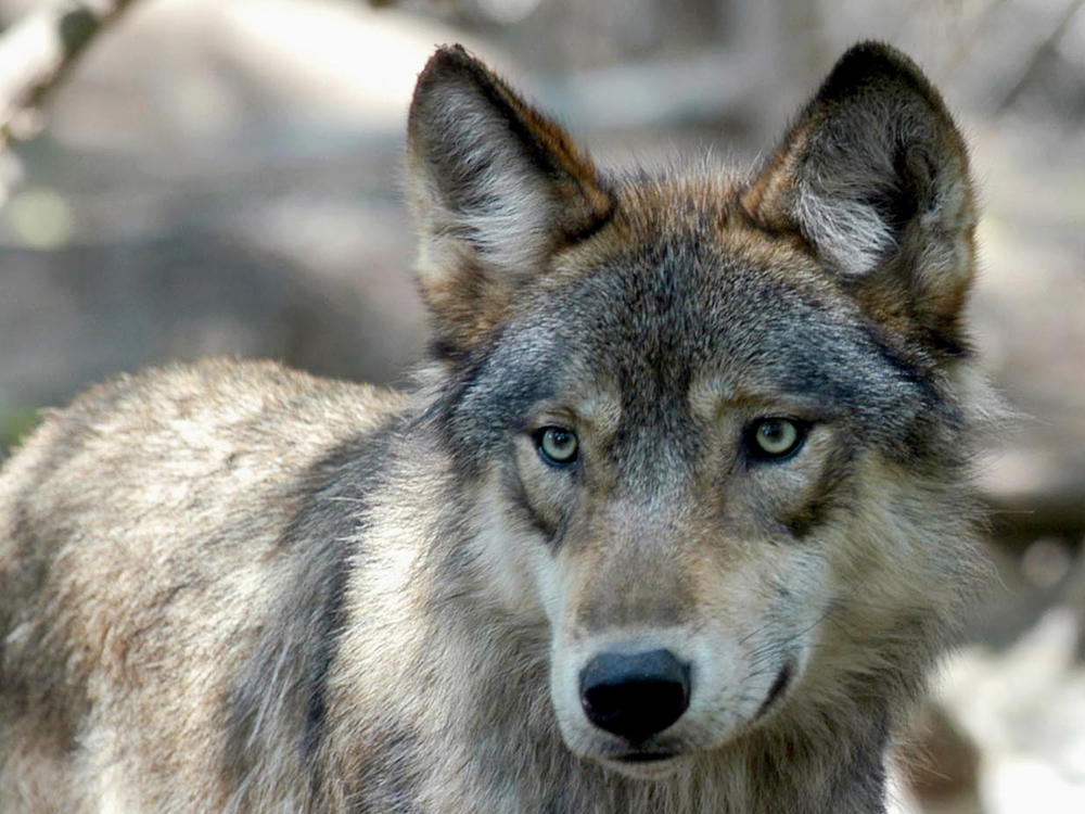 Colorado voters narrowly approved a ballot measure to reintroduce the gray wolf decades after it disappeared from the state.