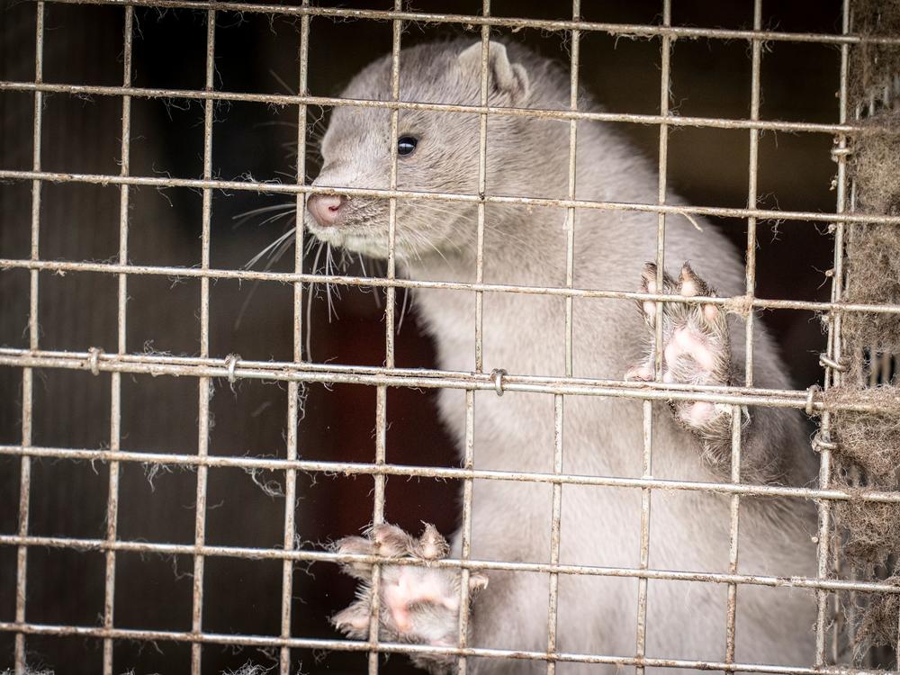 A mink is photographed on a farm in October in Hjoerring, Denmark. The country will cull its population of minks after discovering coronavirus outbreaks.