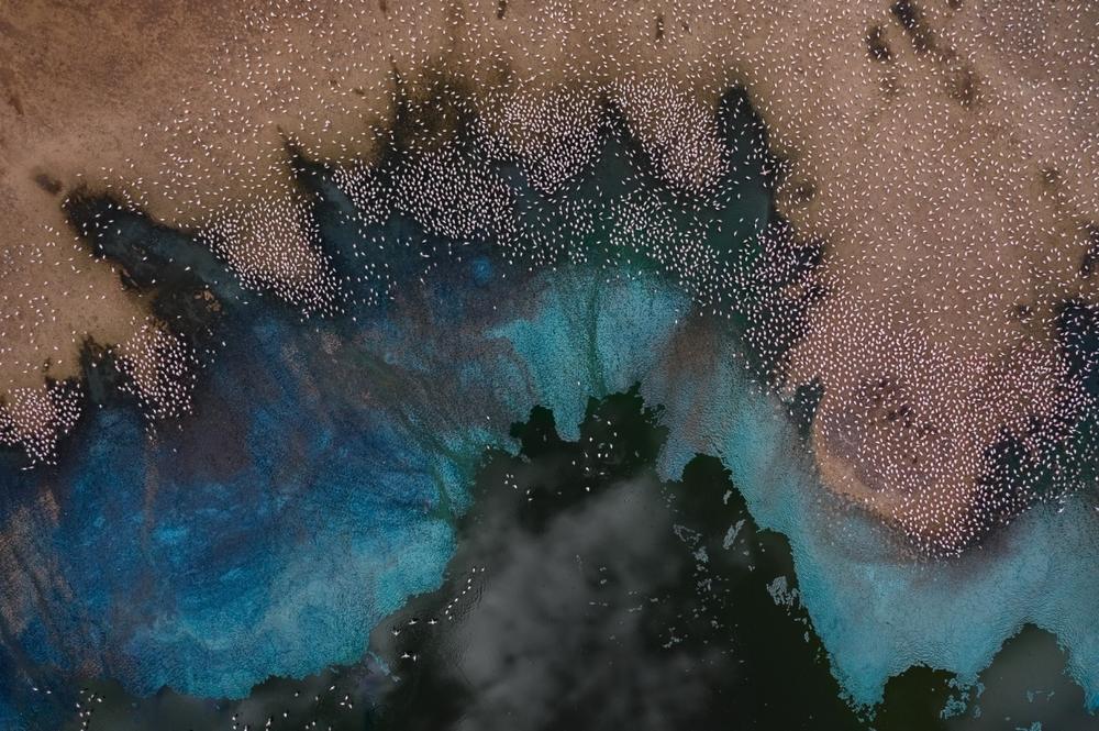 Flamingos gather across Lake Bogoria in the Kenyan Rift Valley.