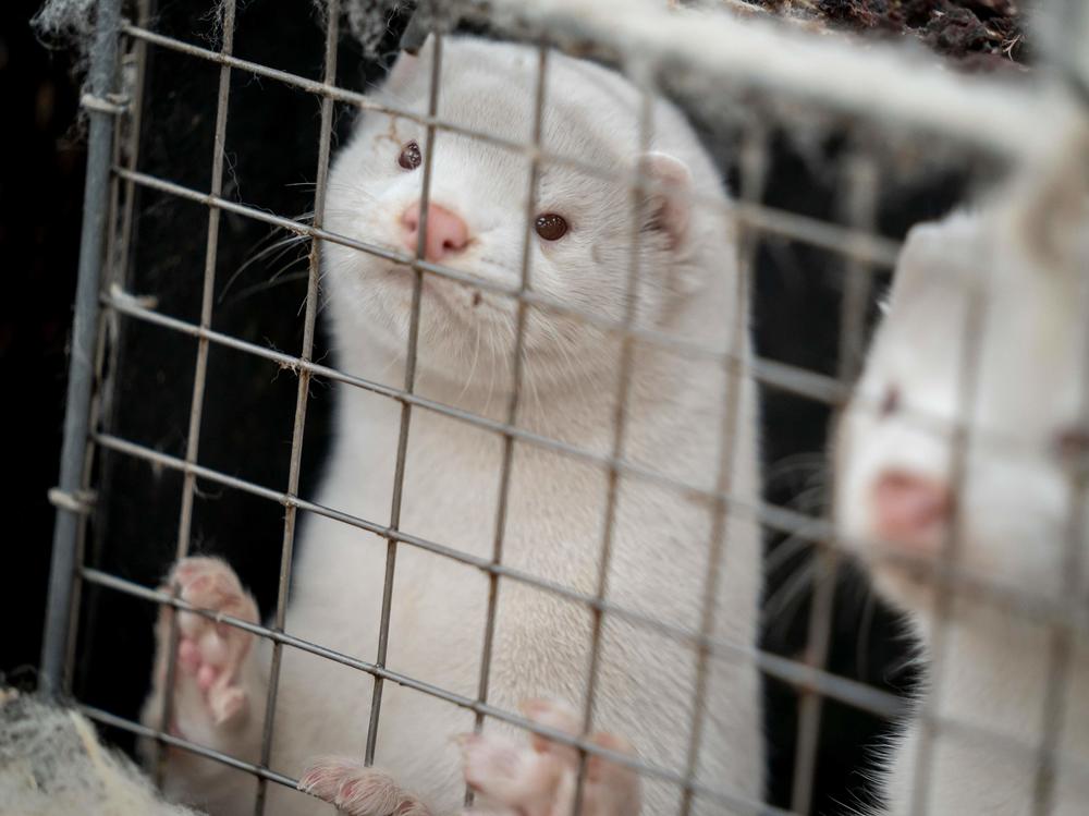 Minks look out from a cage after a farm near Naestved, Denmark, was told to kill off its herd Friday.