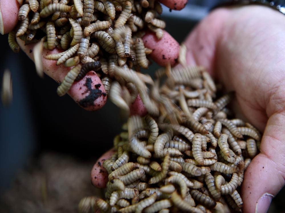 Black soldier fly larvae will be one of the animal protein alternatives found in Nestle's line of 'eco-friendly' dog and cat foods.