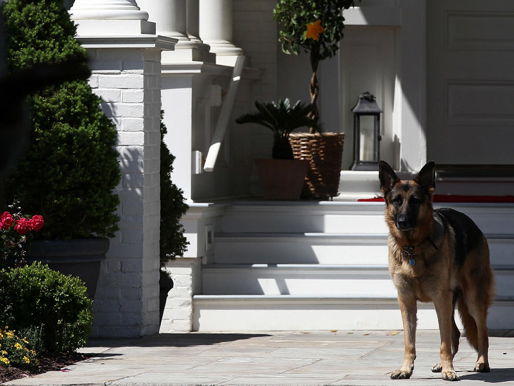 President-elect Joe Biden's dog Champ stands during speeches at the vice president's residence in 2012. When the family returns to Washington, Champ will have to show his younger brother, Major, the ropes.