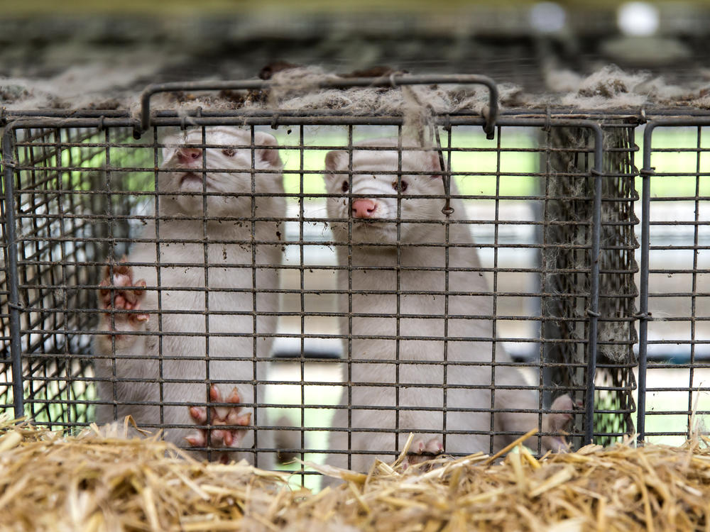 Minks are seen here last week at an estate in Denmark, where the government has ordered the culling of all minks due to an outbreak of the novel coronavirus in the animals. The virus has now been found in minks in Greece as well.