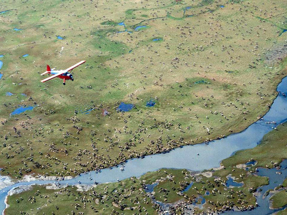 An airplane flies over caribou on the coastal plain of Alaska's Arctic National Wildlife Refuge, where the Trump administration is moving to sell leases for oil drilling.