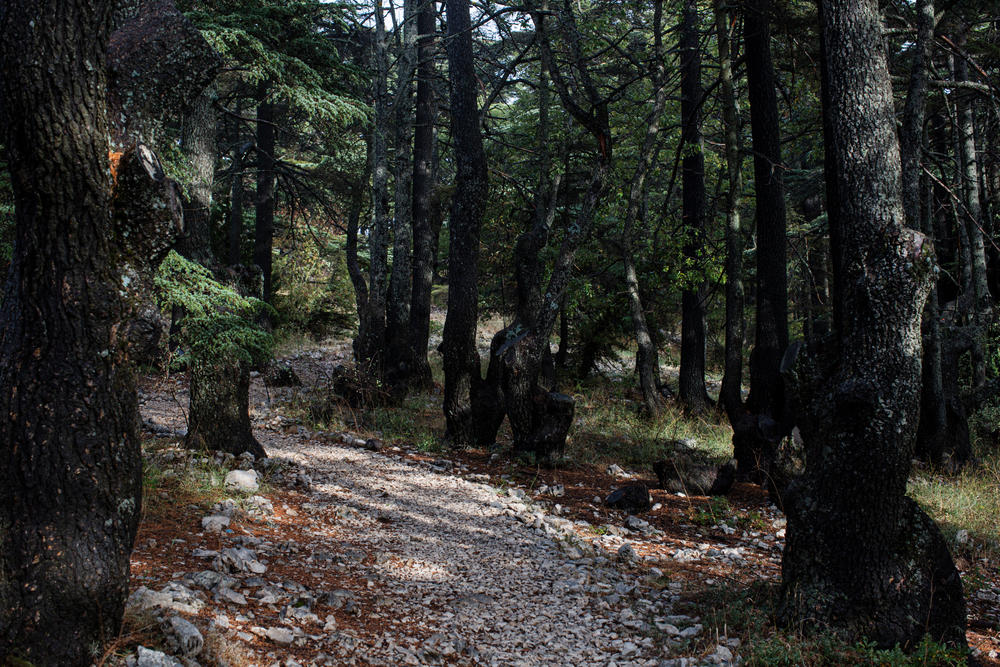 Cedar trees in the Tannourine Cedars Forest Nature Reserve, in Tannourine.