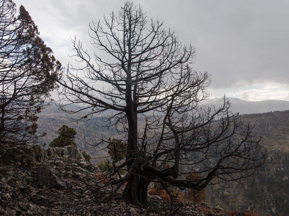 A cedar tree that burned in a recent wildfire, in the Mishmish forest, Akkar, Lebanon.