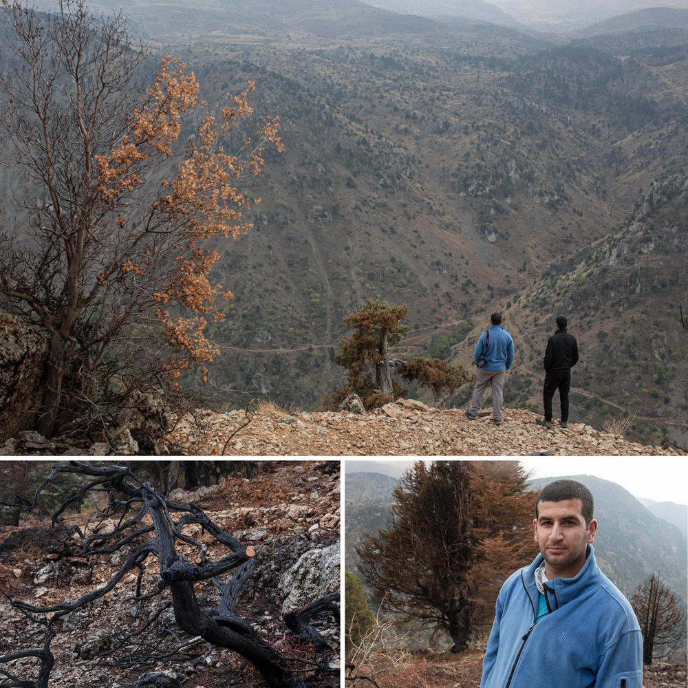 Khaled Taleb, 29, a conservationist who is the director and founder of Akkar Trail, and his brother Ali Taleb, 22, a botanist, look out over a valley from the site of a recent wildfire which burned a number of cedar trees, in the Mishmish forest. Left: A scorched juniper tree that was burned in a recent wildfire which also burned a number of cedar trees. Right: Khaled Taleb