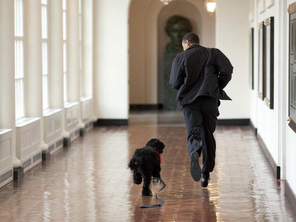 Obama runs down a corridor with Bo, the family dog.