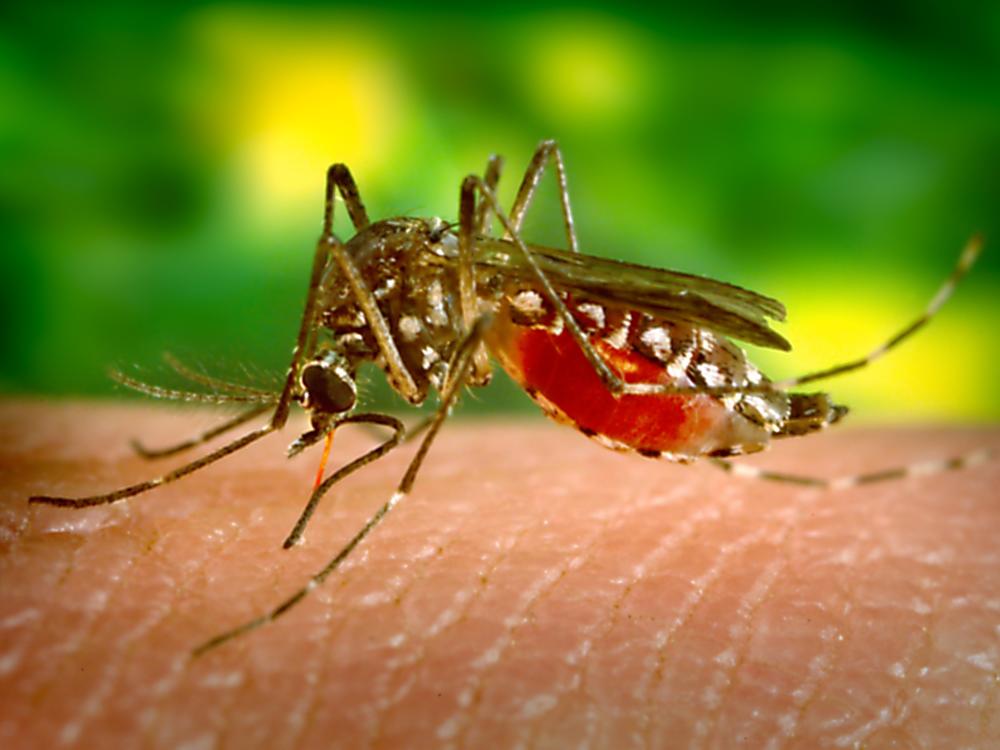 A female <em>Aedes aegypti</em> mosquito feeds on human skin.