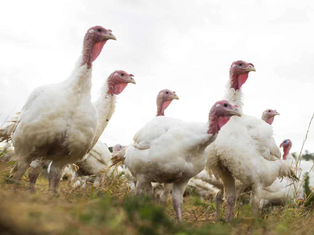 Broad Breasted White turkeys roam their open-air enclosure on the Shenk Family Farm in Newport, N.C. Smaller turkeys are in demand this Thanksgiving as many families plan on staying home rather than attending large gatherings.