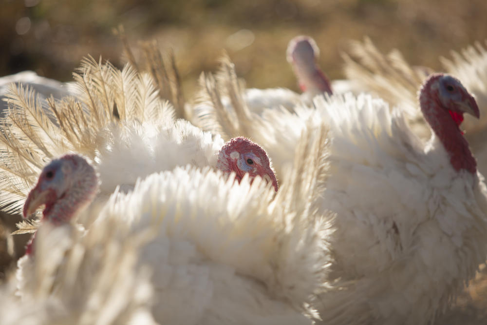 Broad Breasted White turkeys roam their open-air enclosure on the Shenk Family Farm in Newport, N.C. This year all of the approximately 70 turkeys, which will be 14-16 lbs once they are processed, have been reserved for Thanksgiving.