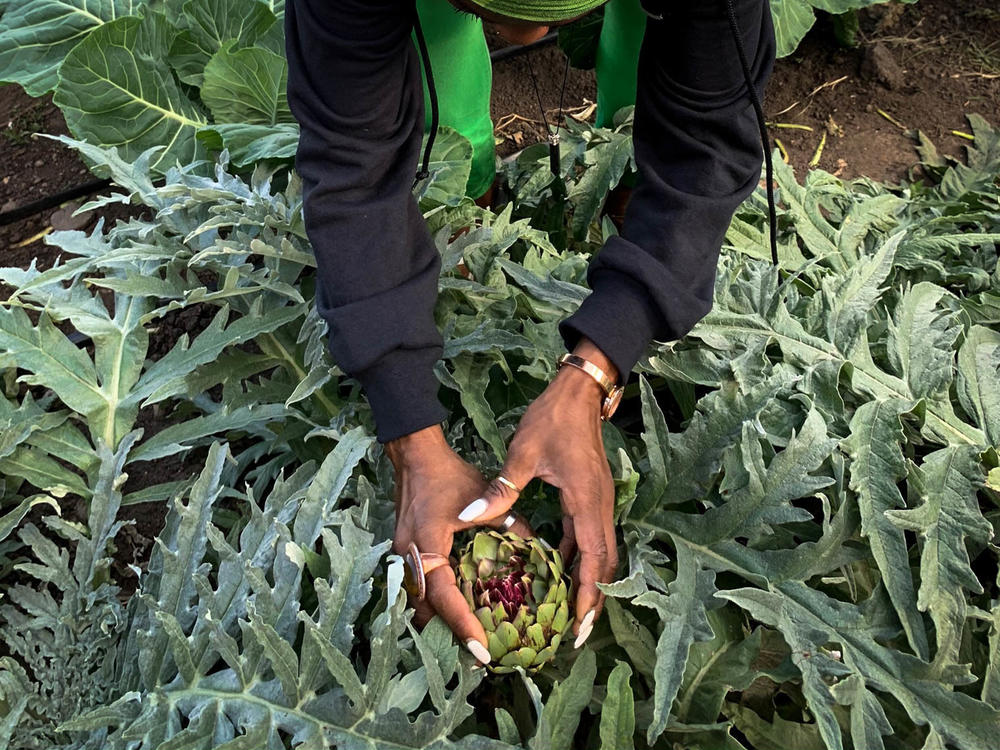 Princess Haley, co-founder of a group called Appetite for Change, picks an artichoke to go into supply boxes of fresh produce. The group's mission is to improve the diet of families in Minneapolis.