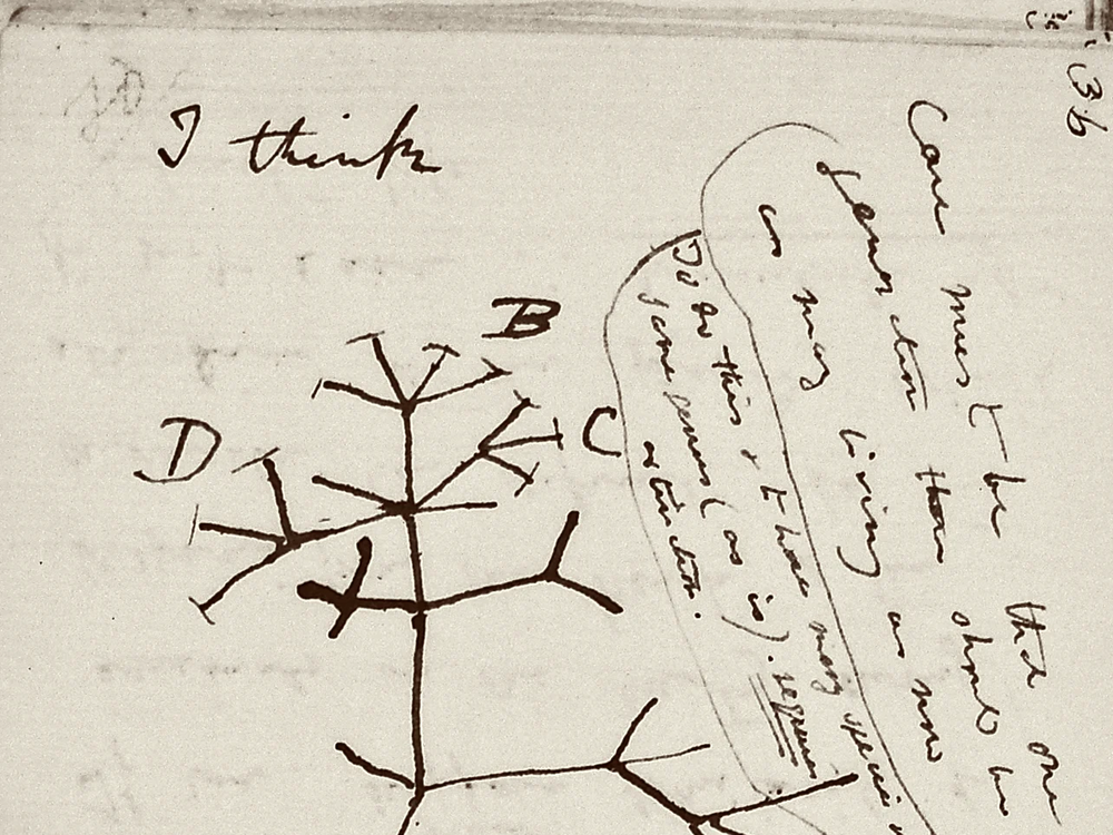 Included in the missing notebooks is Darwin's famous <em>Tree of Life</em> sketch, according to Cambridge University Library.
