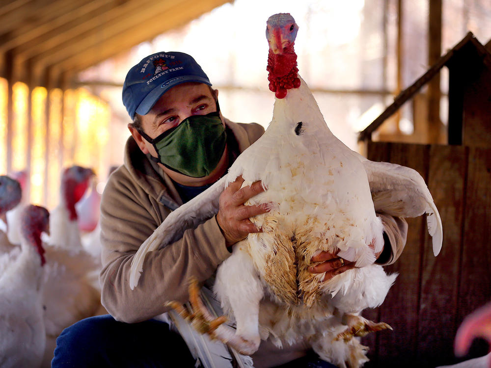 Donald Baffoni holds a 6-month-old turkey this month at Baffoni's Poultry Farm in Johnston, R.I.