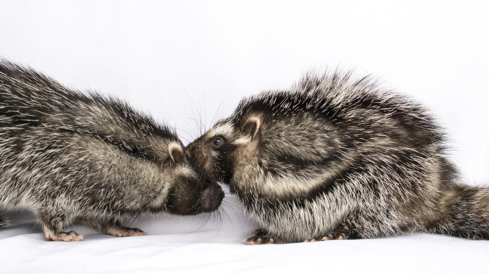 The African crested rat was long thought to be solitary. A new study discovered an unexpectedly rich social life.