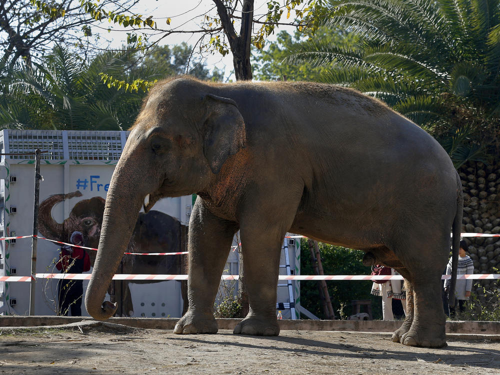 Kaavan, pictured Friday in Islamabad, will be transported to a sanctuary in Cambodia on Sunday.