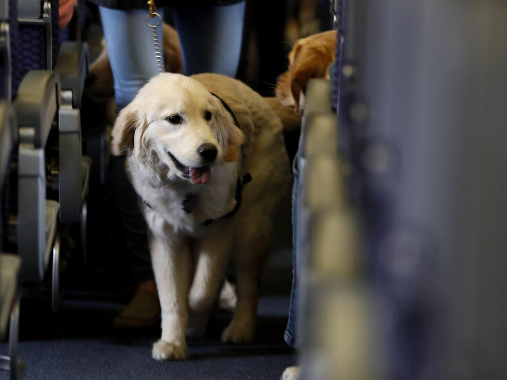 A service dog onboard a United Airlines plane at Newark Liberty International Airport in 2017. The Department of Transportation says it will require service dogs to be flown free of charge, but not emotional support animals.