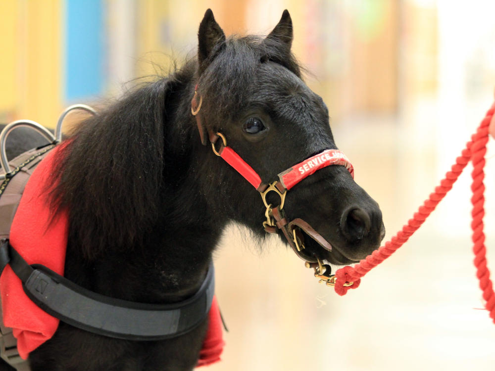 Zoe, a miniature service horse, pictured in 2013. The Department of Transportation contemplated including miniature horses as accepted service animals on flights, but ultimately decided on service dogs only.