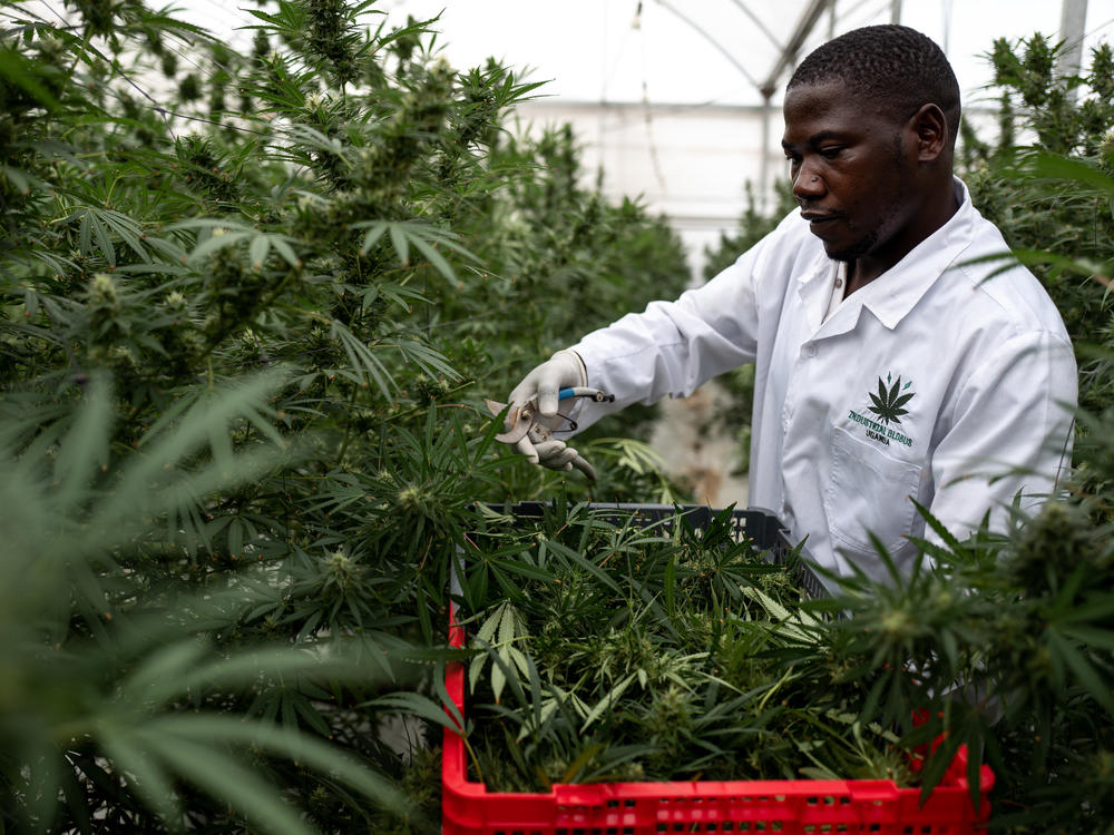A worker picks Cannabis inside a greenhouse on Nov. 10, in Kasese, Uganda. Uganda is one of several African countries looking to produce medical cannabis for export to Europe and America. On Wednesday, the U.N. Commission on Narcotic Drugs voted to reclassify cannabis.