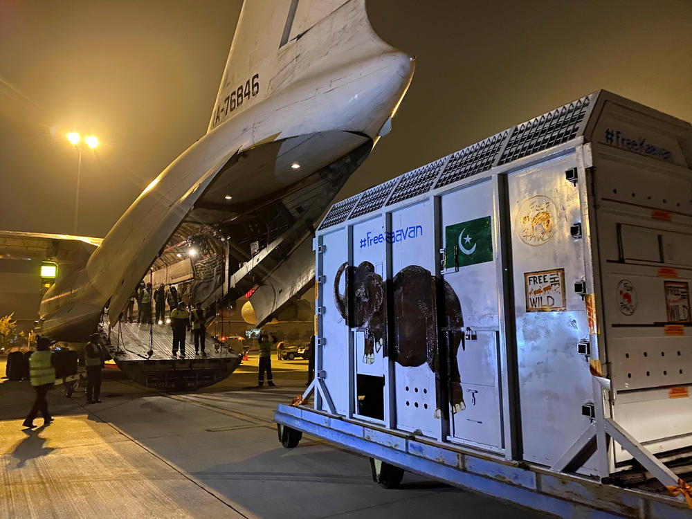 A crate carrying Kaavan is loaded onto a plane at the Islamabad International Airport in Pakistan. On the trip, Kaavan was mollified with snacks and music.