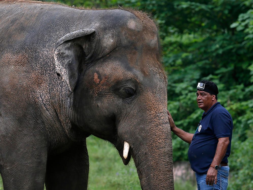 Dr. Amir Khalil, a veterinarian from the international animal welfare organization Four Paws International, comforts Kaavan during his examination at the zoo in Islamabad, before leaving for Cambodia.