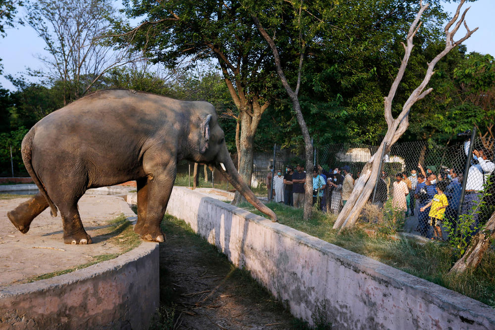 Officials and journalists look at Kaavan at the Islamabad zoo in July. Born in Sri Lanka, Kaavan arrived in Pakistan as a 1-year-old calf, a state gift during military rule in the 1980s.