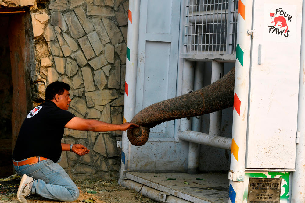 Khalil feeds Kavaan in a transport crate in November to get him used to it before traveling.