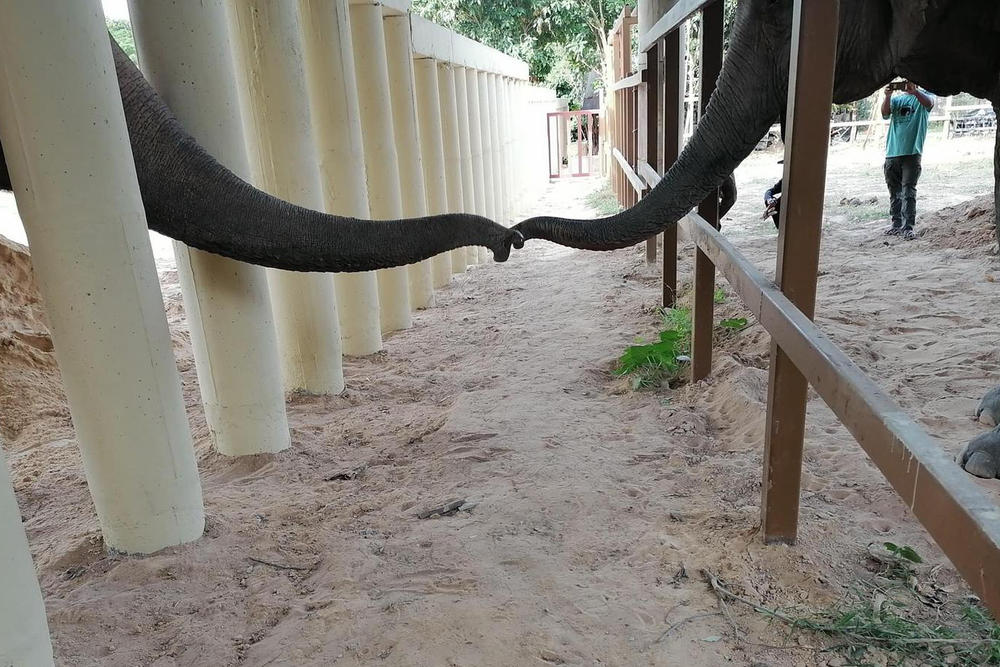 Kaavan (left) touches his trunk with the trunk of another elephant at the Kulen Prom Tep Wildlife Sanctuary in Cambodia. Once 