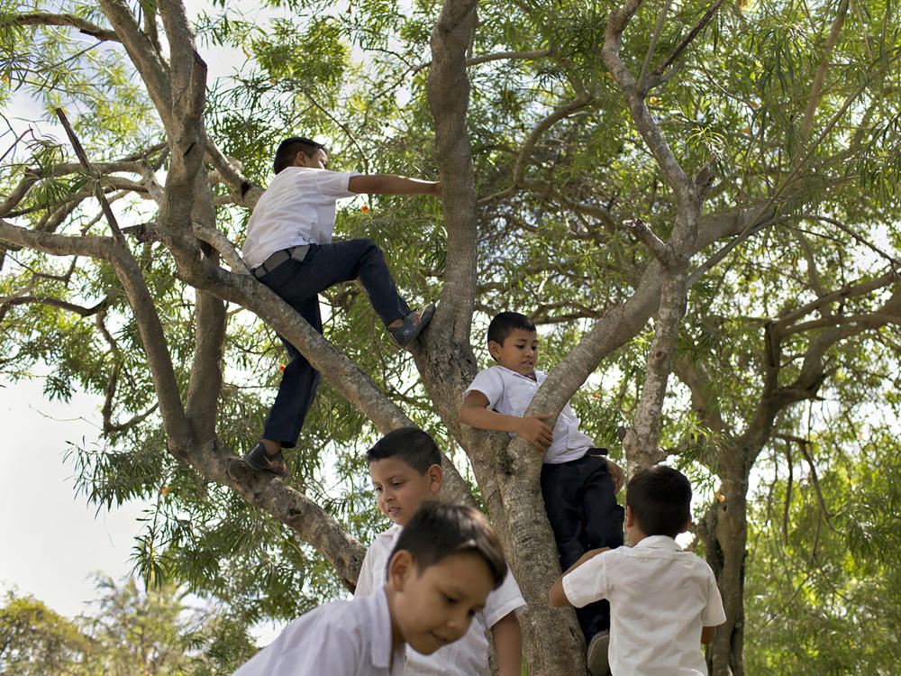 Children climb a tree on the grounds of a school in La Rivera Hernandez, a neighborhood in San Pedro Sula, Honduras, that is notorious for high levels of violence in a city that has some of the highest homicide rates in the world.