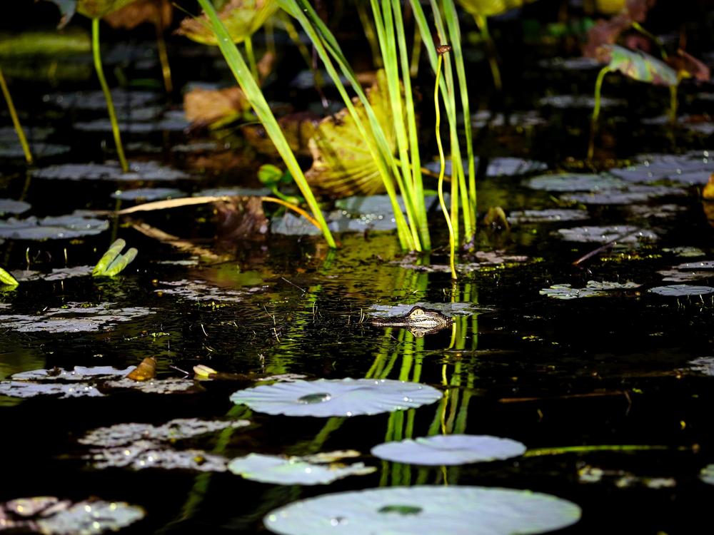 The eye of a two-foot long alligator creeps out of the water in the Mobile-Tensaw Delta.