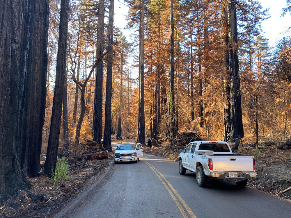 These days only park rangers and loggers are allowed in to Big Basin Redwoods State Park following a devastating wildfire that destroyed most of the infrastructure in California's oldest and one of its most iconic state parks. Big Basin is home to the largest continuous stand of ancient coastal redwoods south of San Francisco.