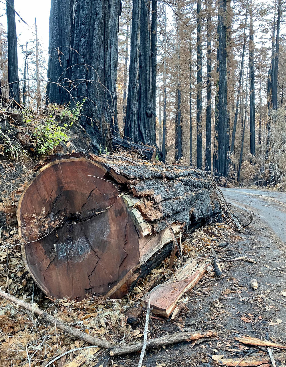 Logging crews at Big Basin are busy removing 