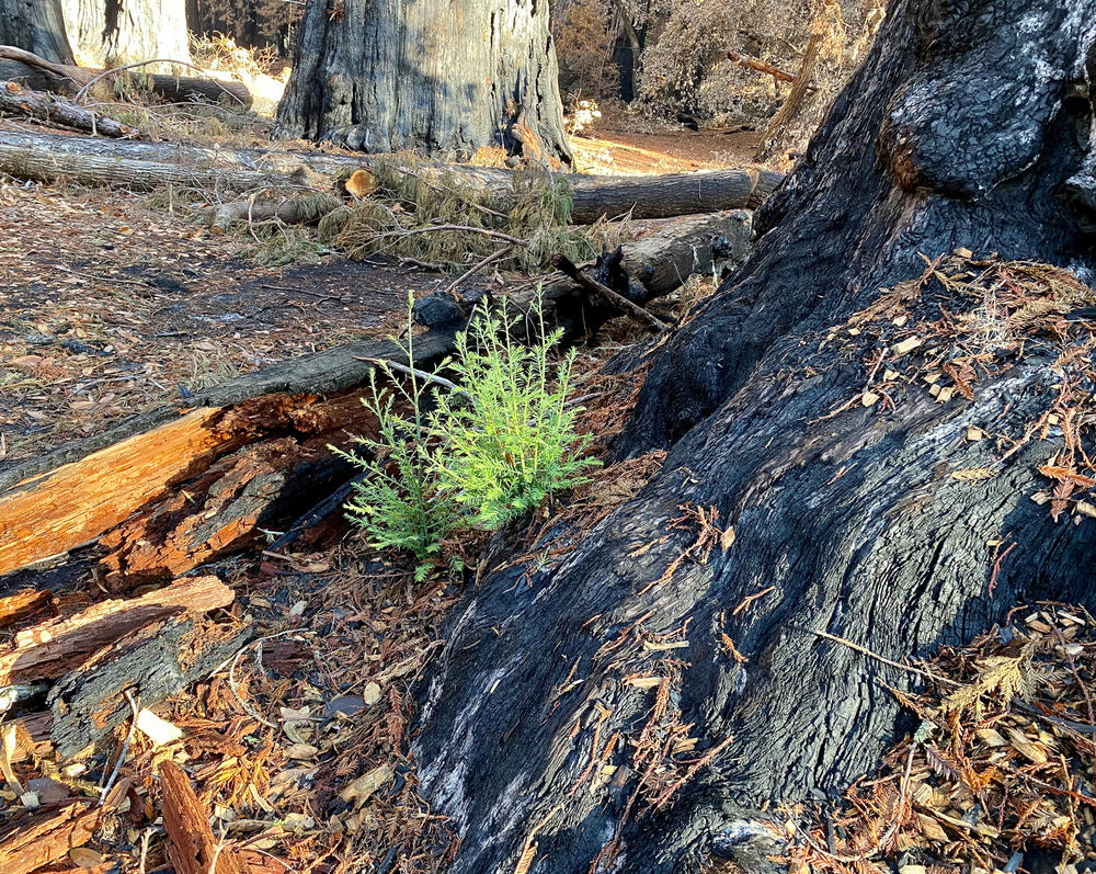 A few months after the devastating wildfire roared through Big Basin Redwoods, new growth is already visible across the charred forest floor and in the canopies of redwoods and other trees.